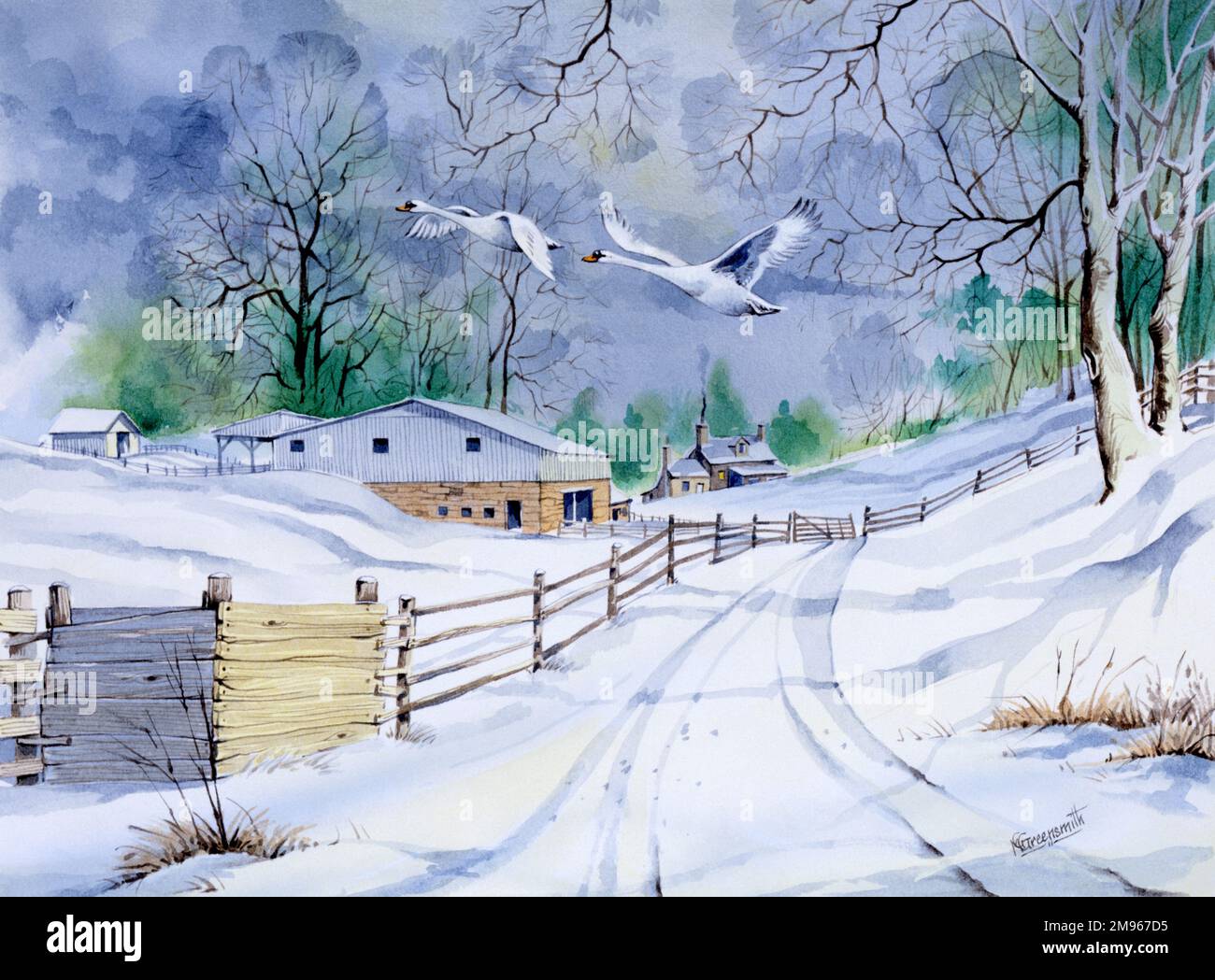 A snow-covered country lane in winter, with two flying swans. Stock Photo