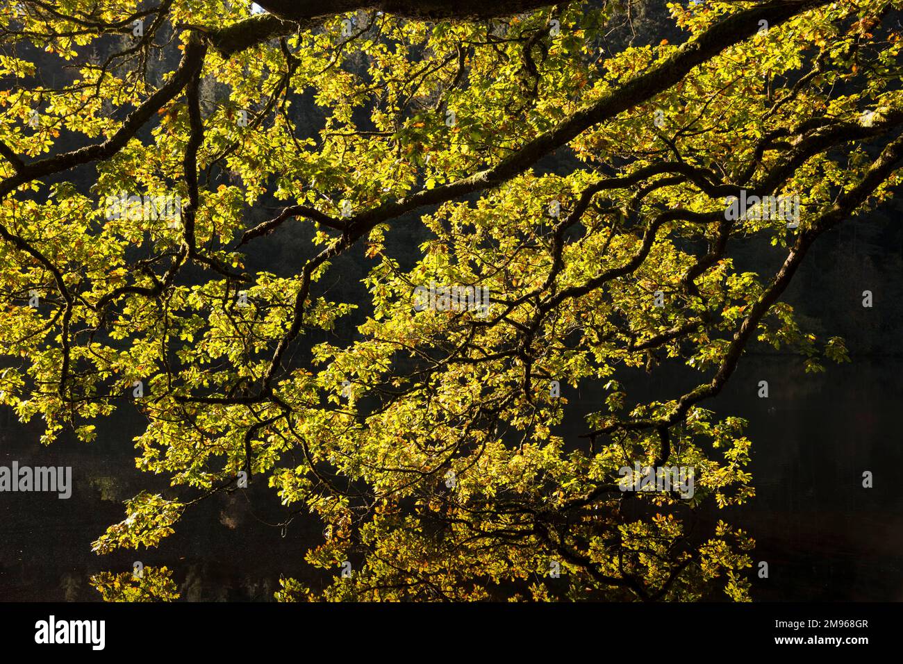 Sun lit oak tree in autumn, Loch Lomond and Trossachs National Park, Scotland Stock Photo