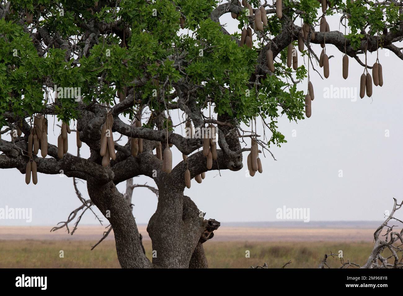 Leberwurstbaum hi-res stock photography and images - Alamy