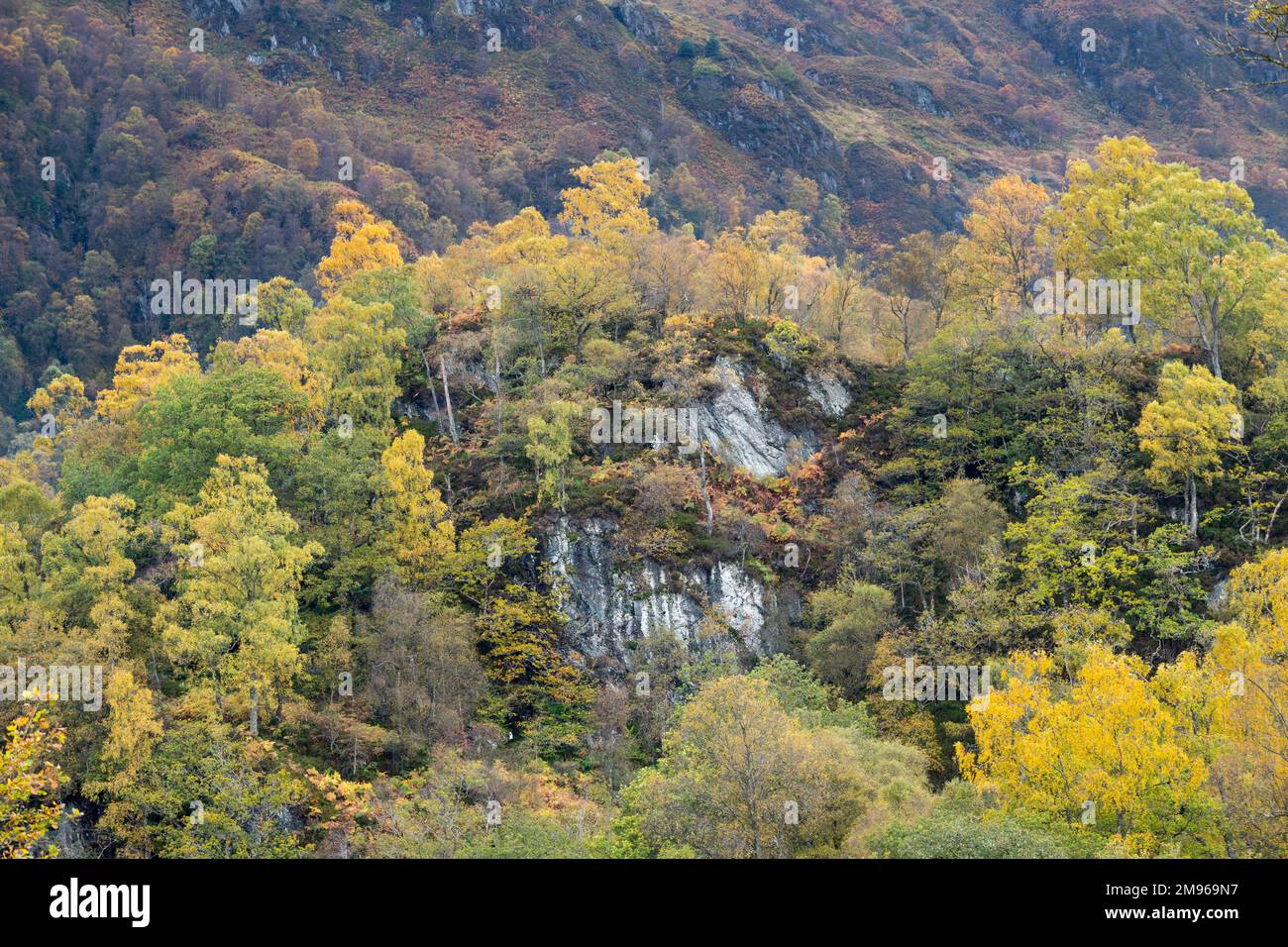 Birch woodland on the slopes of Ben Venue in autumn, Loch Lomand and Trossachs National Park, Scotland Stock Photo