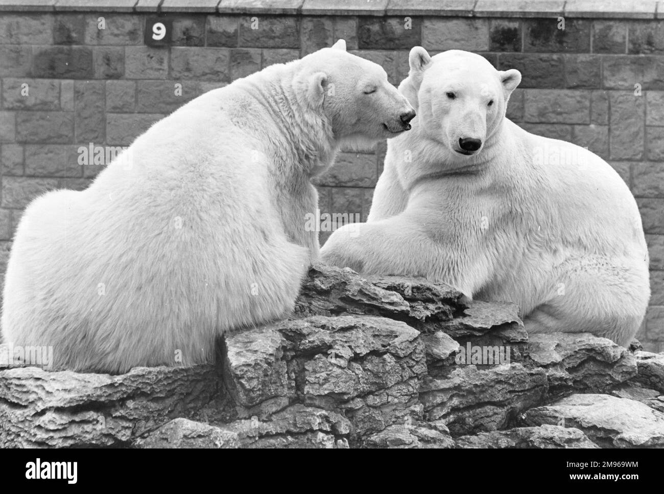 Two polar bears sitting on rocks in a zoo. Stock Photo