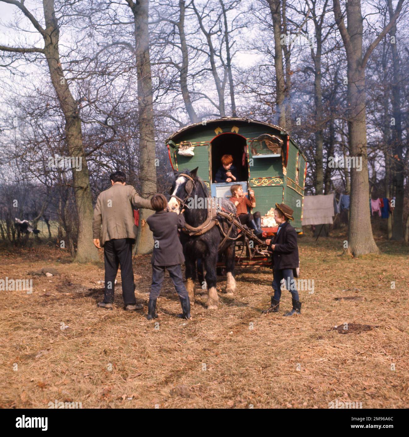 Gipsies guiding their horse-drawn caravan through a wooded area in Surrey. Stock Photo