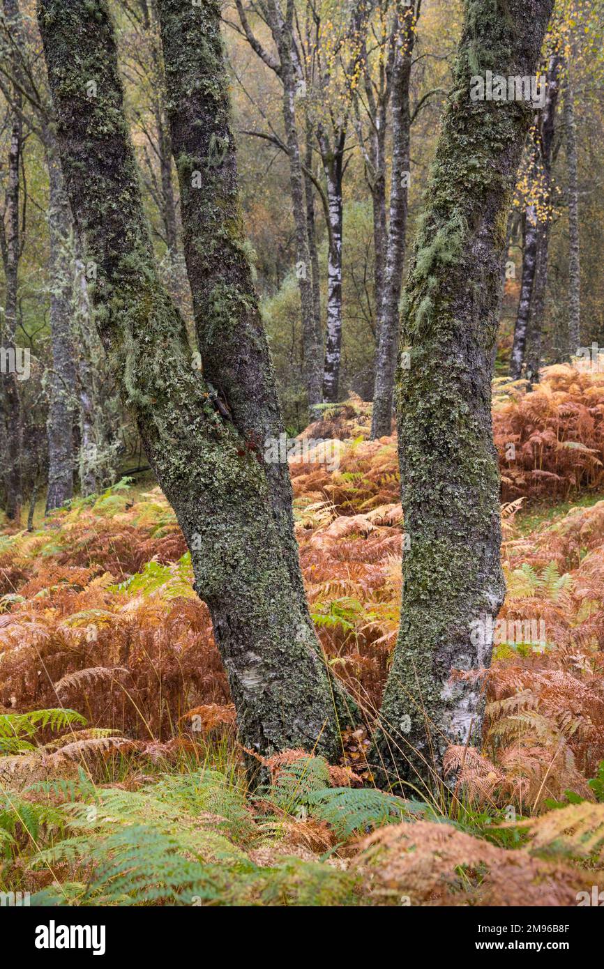 Little Druim Wood, near Brig O'Turk, Loch Lomond and Trossachs National Park, Scotland Stock Photo