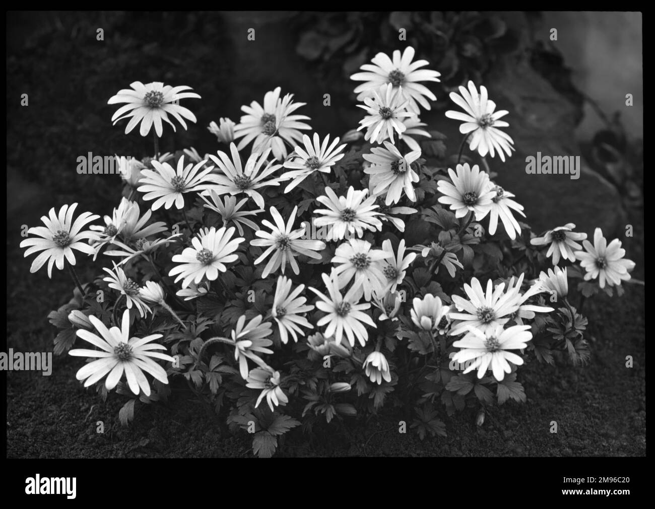 An unidentified species of Anemone there are roughly 120 species in