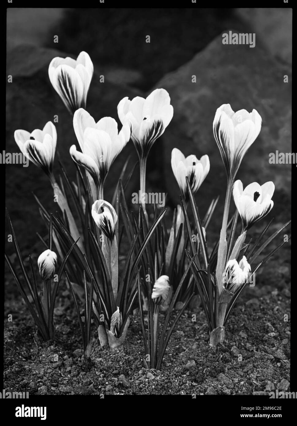 Crocus open petals Black and White Stock Photos & Images Alamy