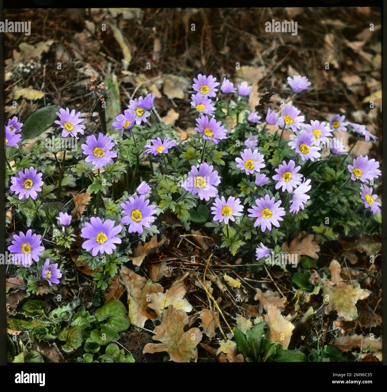 Anemone Blanda, also known as Windflower, with a daisy-like mauve flower. Stock Photo
