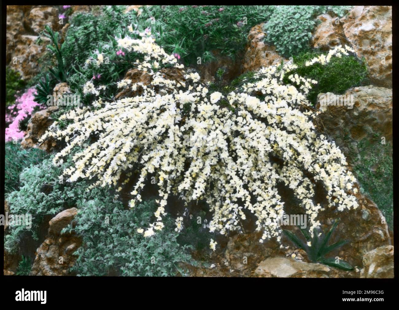 Cytisus Kimensis (Broom), with pale yellow flowers. Stock Photo