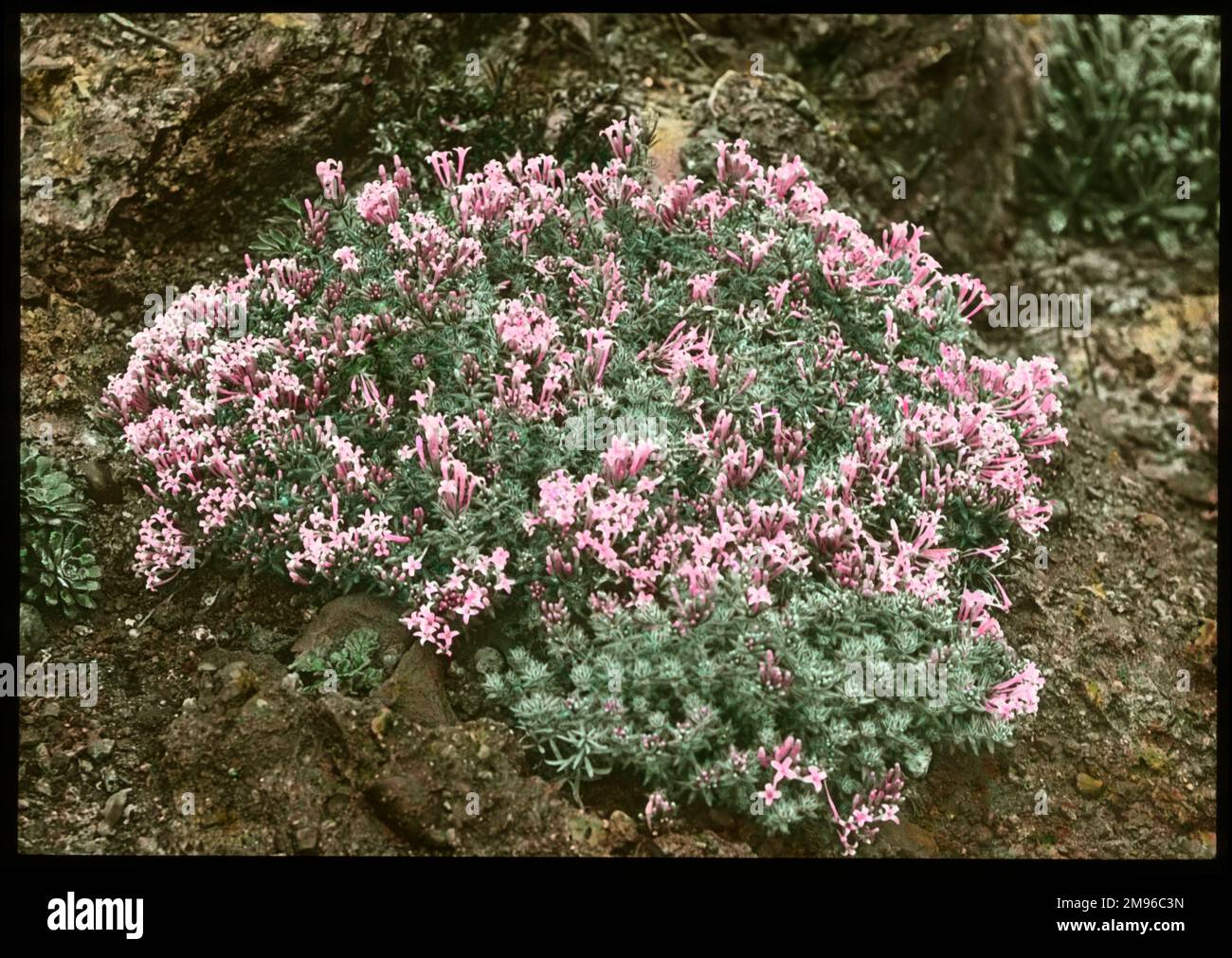 Asperula Suberosa (Woodruff), a perennial of the Rubiaceae family.  Seen here growing in a rocky setting, with pink flowers. Stock Photo