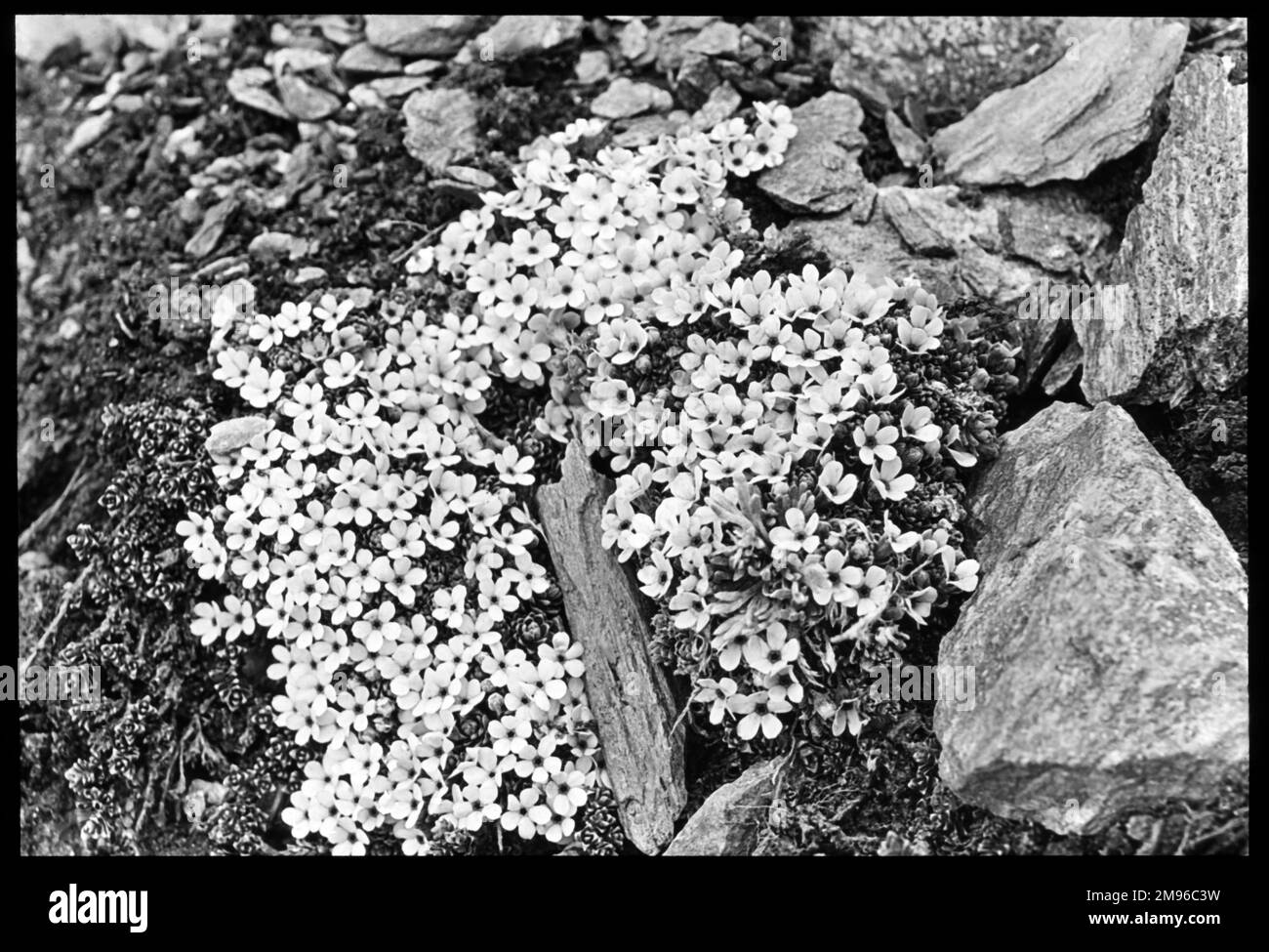 Androsace Glacialis, of the Primulaceae family, also known as rock jasmine or fairy candelabra.  They flourish in rock clefts on alpine summits, with pink flowers fading to white in the early spring. Stock Photo