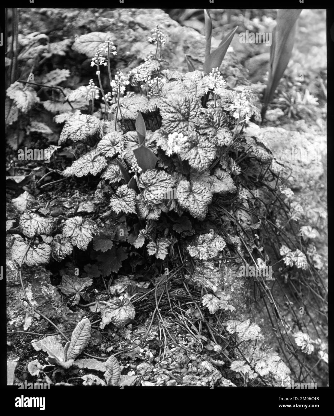 Tiarella Cordifolia (Heartleaved Foamflower, Allegheny Foamflower), a hardy perennial of the Saxifragaceae family. Stock Photo