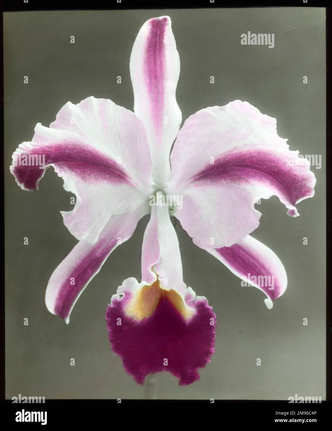 Cattleya Trianae 'Mrs Phillips', also known as Flor de Mayo (May Flower) or Christmas Orchid (Orchidaceae family), with pink, purple and yellow colouring. Stock Photo