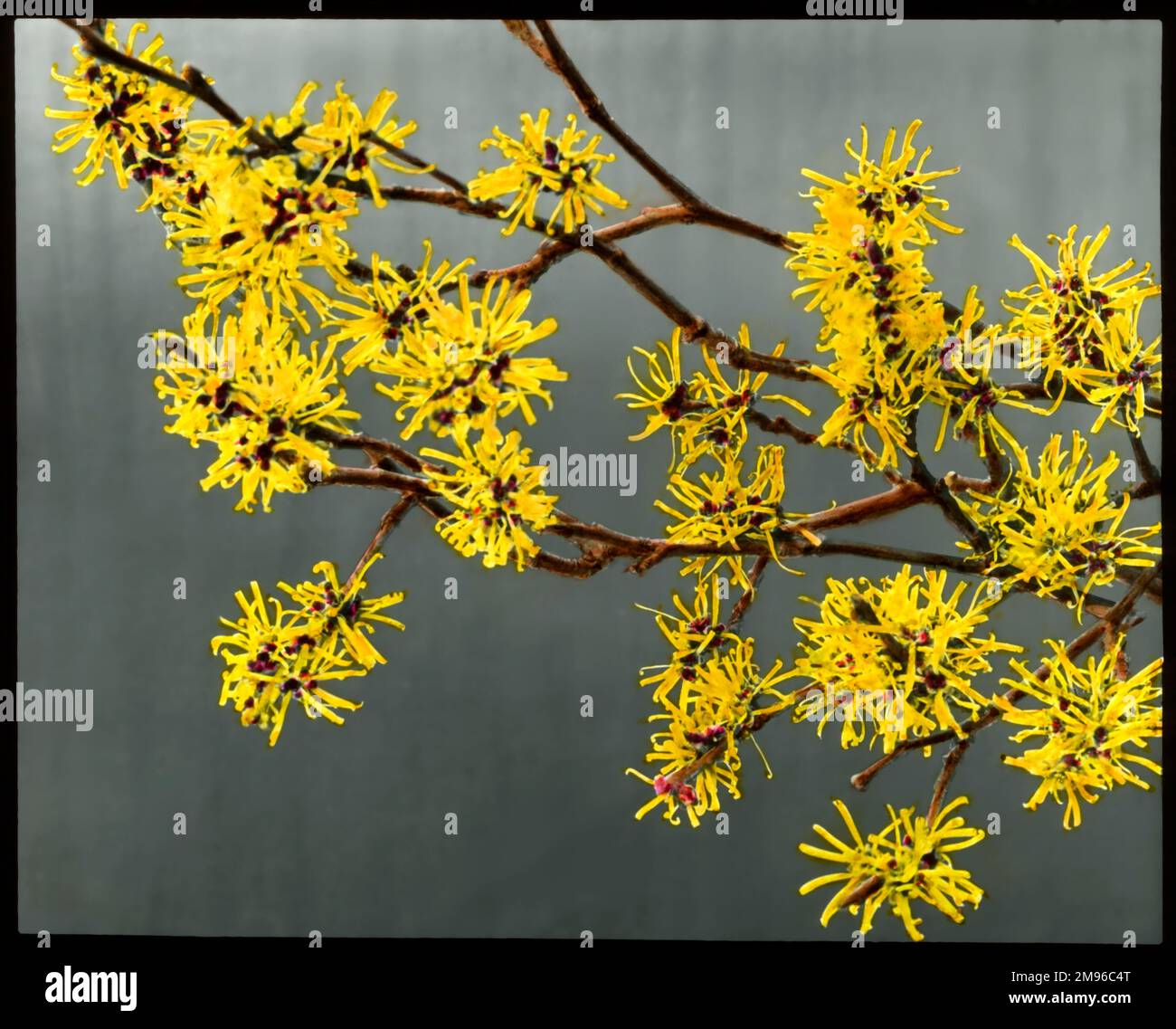 Hamemalis (or Hamamelis) Mollis (Witch Hazel), a large shrub or small tree of the Hamamelidaceae family, native to areas of China.  It flowers from late winter to early spring, and the yellow flowers have a strong scent. Stock Photo