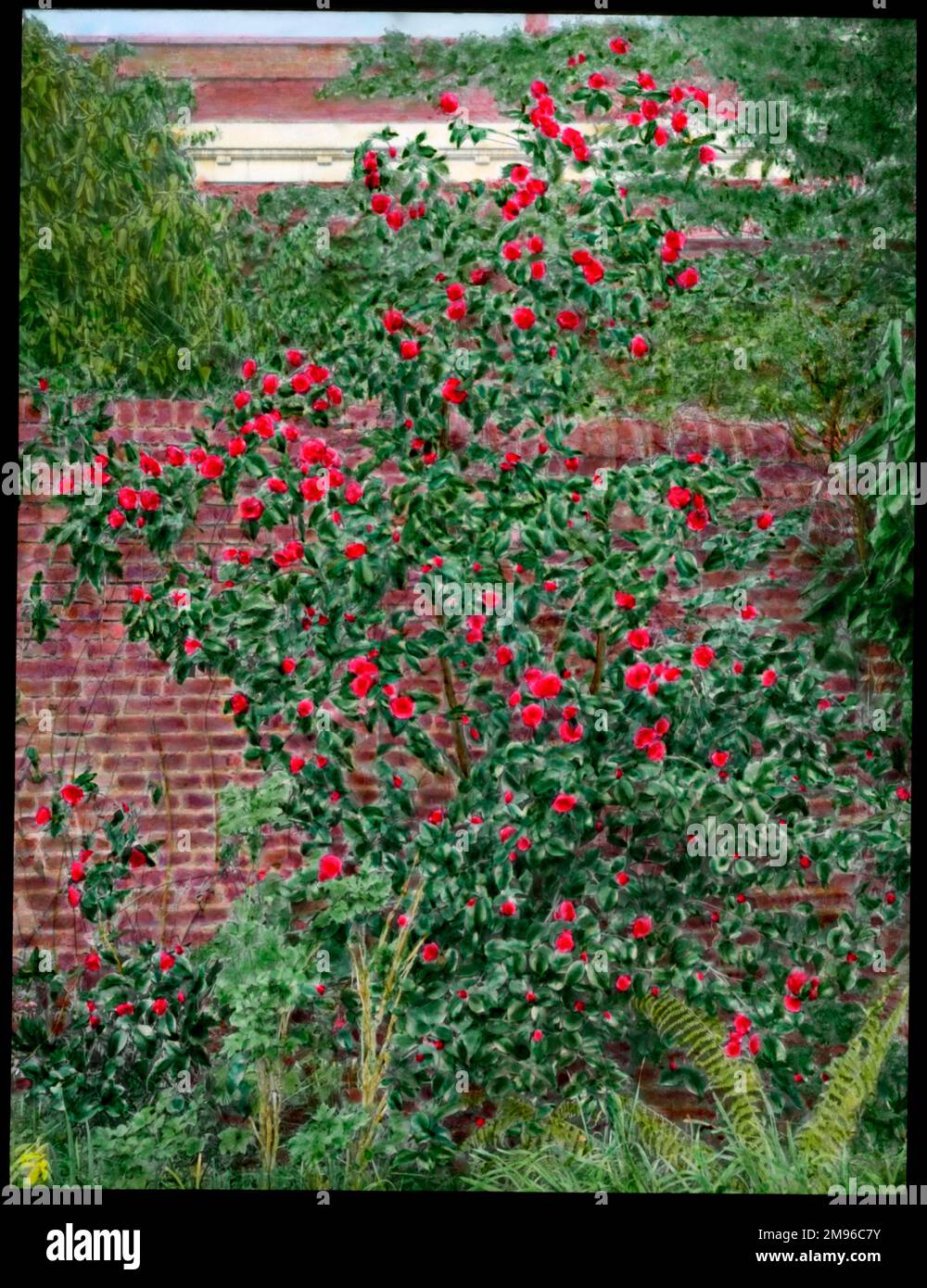 A Camellia (Camellias) bush, a flowering plant of the Theaceae family, with bright red flowers, growing by a garden wall. Stock Photo