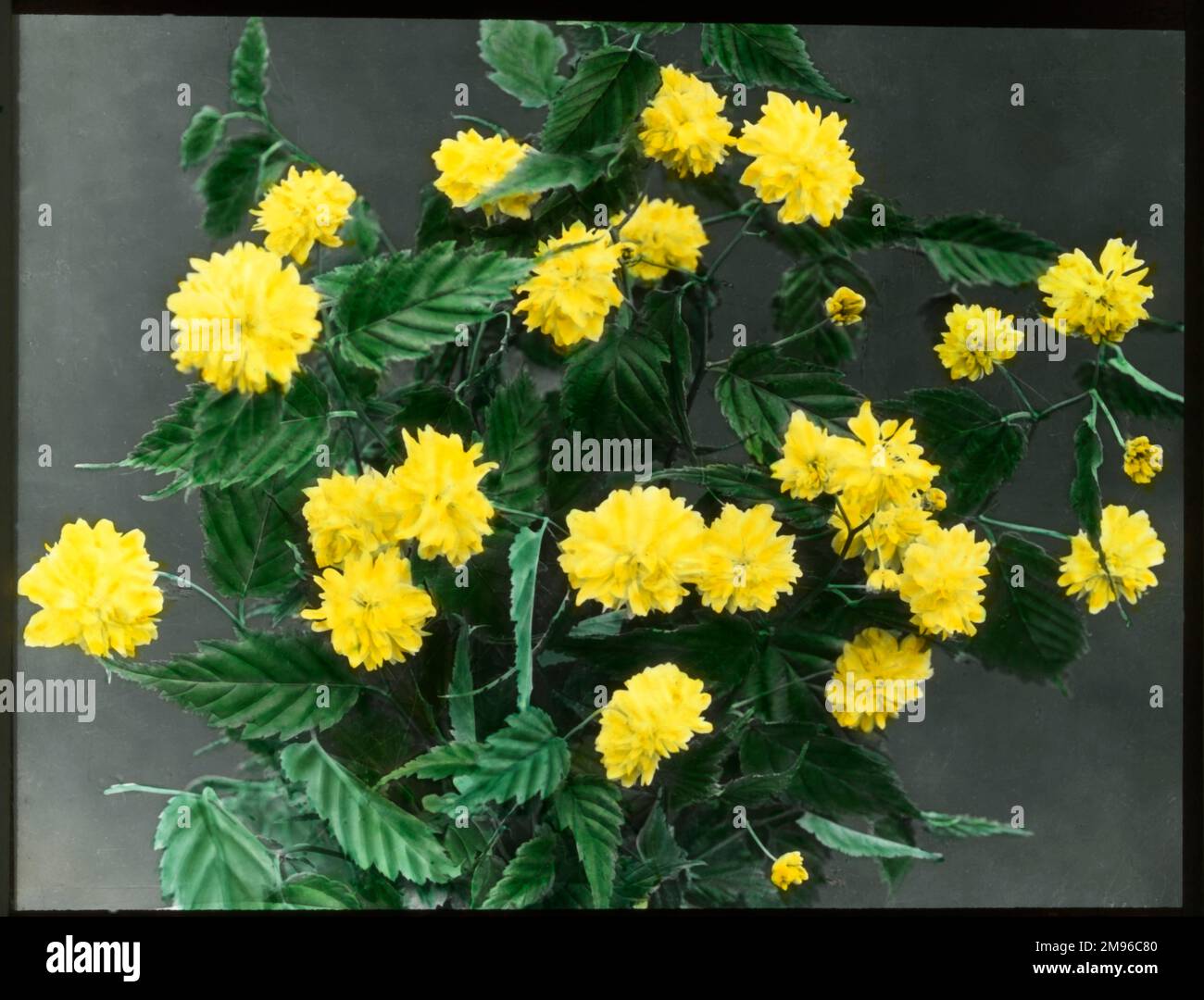 Kerria Japonica (Japanese Yellow Rose), a shrub of the Rosaceae family with bright yellow flowers, native to China, Japan and Korea.  The one seen here is of the Pleniflora variety, with many petals on each flower. Stock Photo