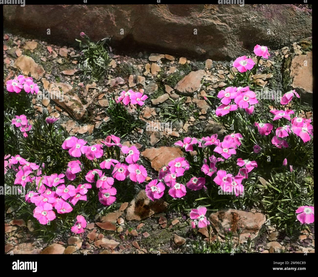 Dianthus Alpinus (Alpine Pink), a perennial flowering plant of the Caryophyllaceae family.  Seen here growing in a rocky setting. Stock Photo