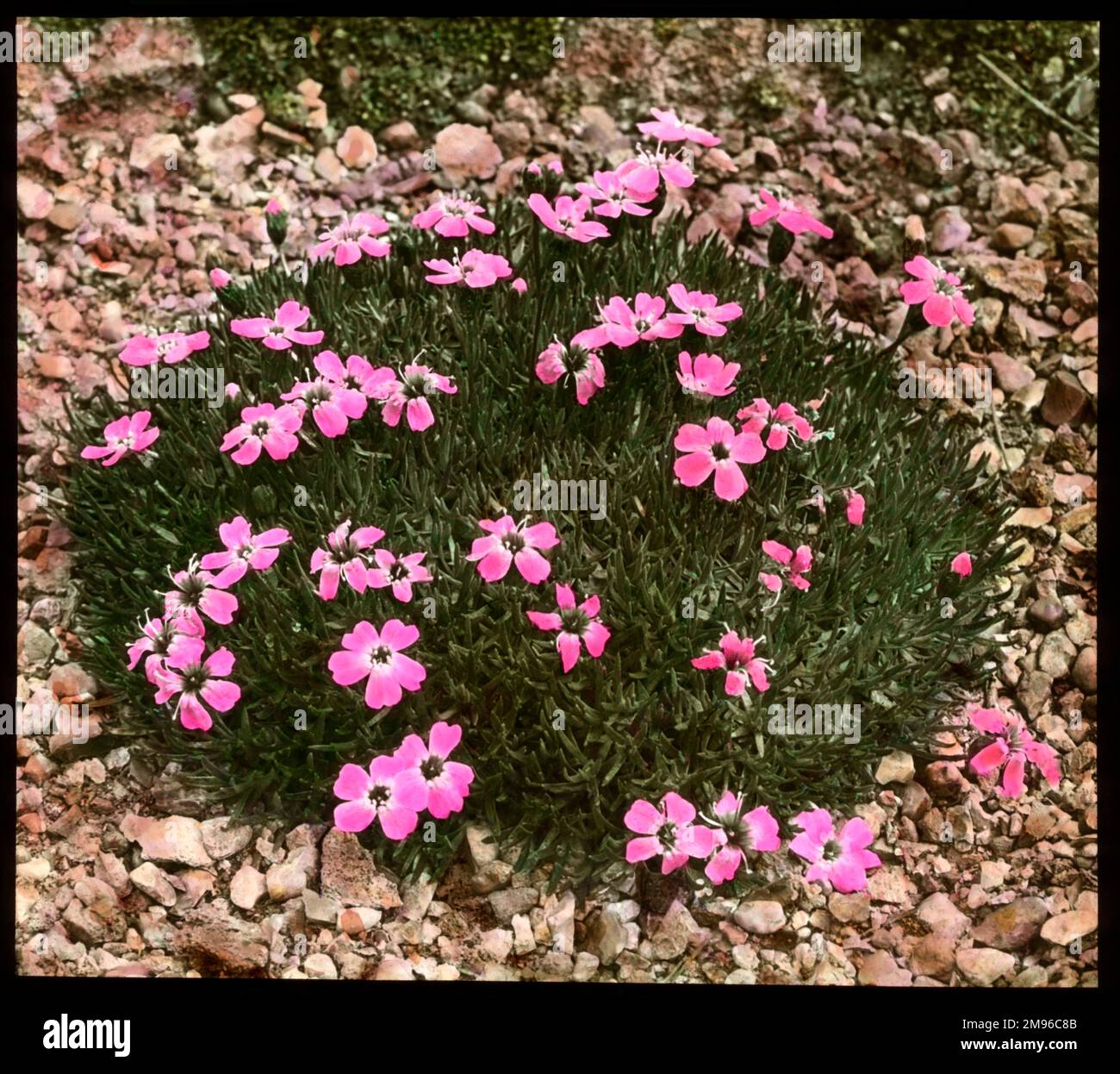 Silene Acaulis (Moss Campion), a mountain-dwelling wildflower of the Caryophyllaceae family, with pink flowers, growing in a rocky setting. Stock Photo