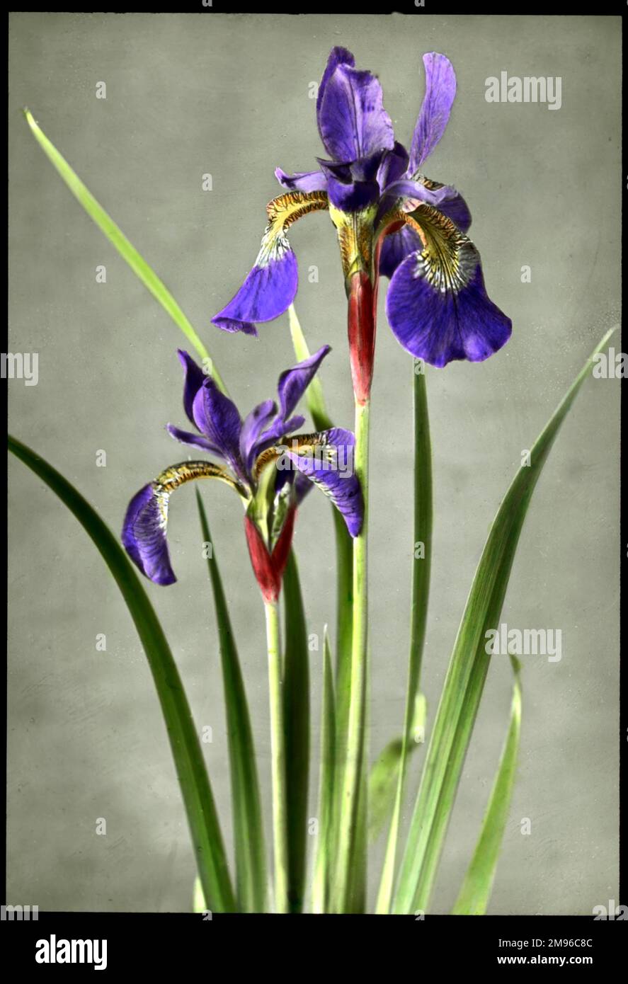 Iris Orientalis (Spuria Beardless Iris), a flowering perennial of the Iridaceae family, with purple flowers (this species also has yellow or cream-coloured flowers). Stock Photo
