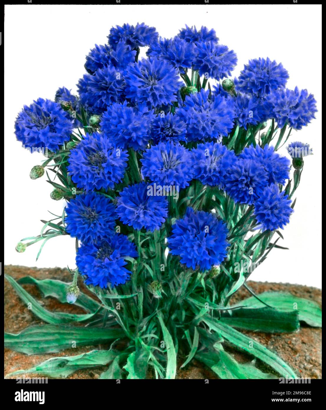 Cornflower (Dwarf), 'Jubilee Gem', Centaurea Cyanus, an annual flowering plant of the Asteraceae family.  The flowers are a dazzling blue. Stock Photo