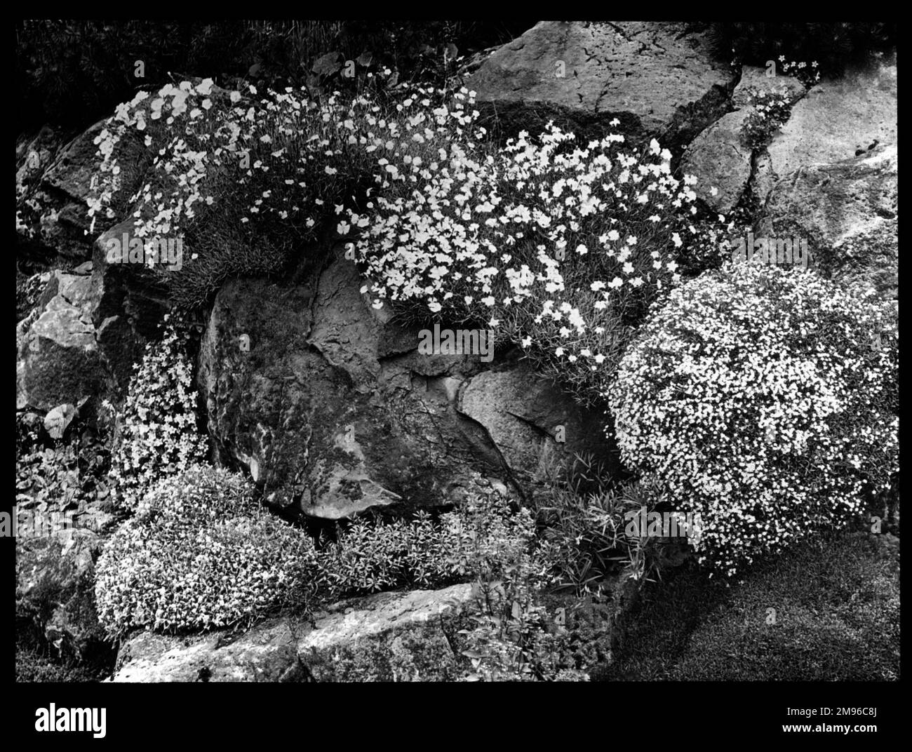 An array of Dianthus on an outcrop.  It is a flowering plant of the Caryophyllaceae family, with many species. Stock Photo