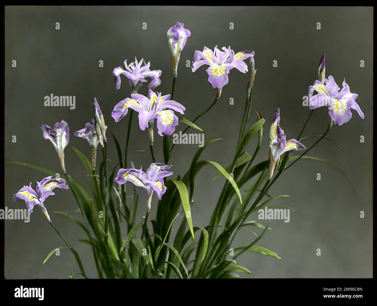 Iris Gracilipes (Crested Iris), a flower of the Iridaceae family, with mauve, yellow and white colouring, native to Japan. Stock Photo