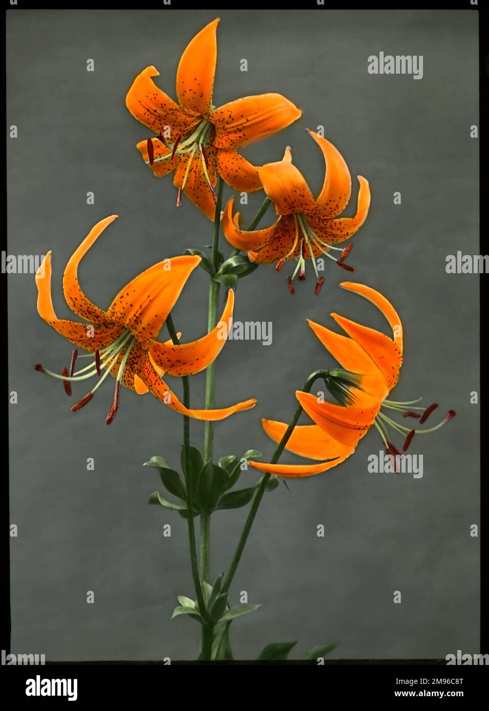 Lilium Humboldtii (Humboldt's Lily), a flower of the Liliaceae family, with bright orange flowers with red spots.  It is named after the naturalist and explorer, Alexander von Humboldt. Stock Photo