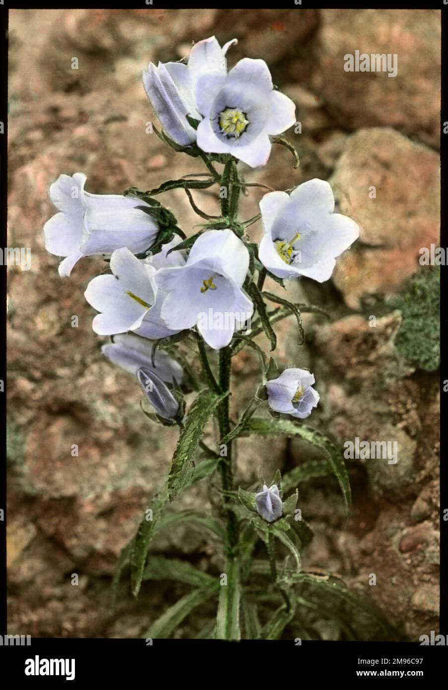 Campanula Speciosa (Pyrenean Bellflower) of the Campanulaceae family.  It often has blue-violet flowers, but is seen here with very pale blue petals. Stock Photo