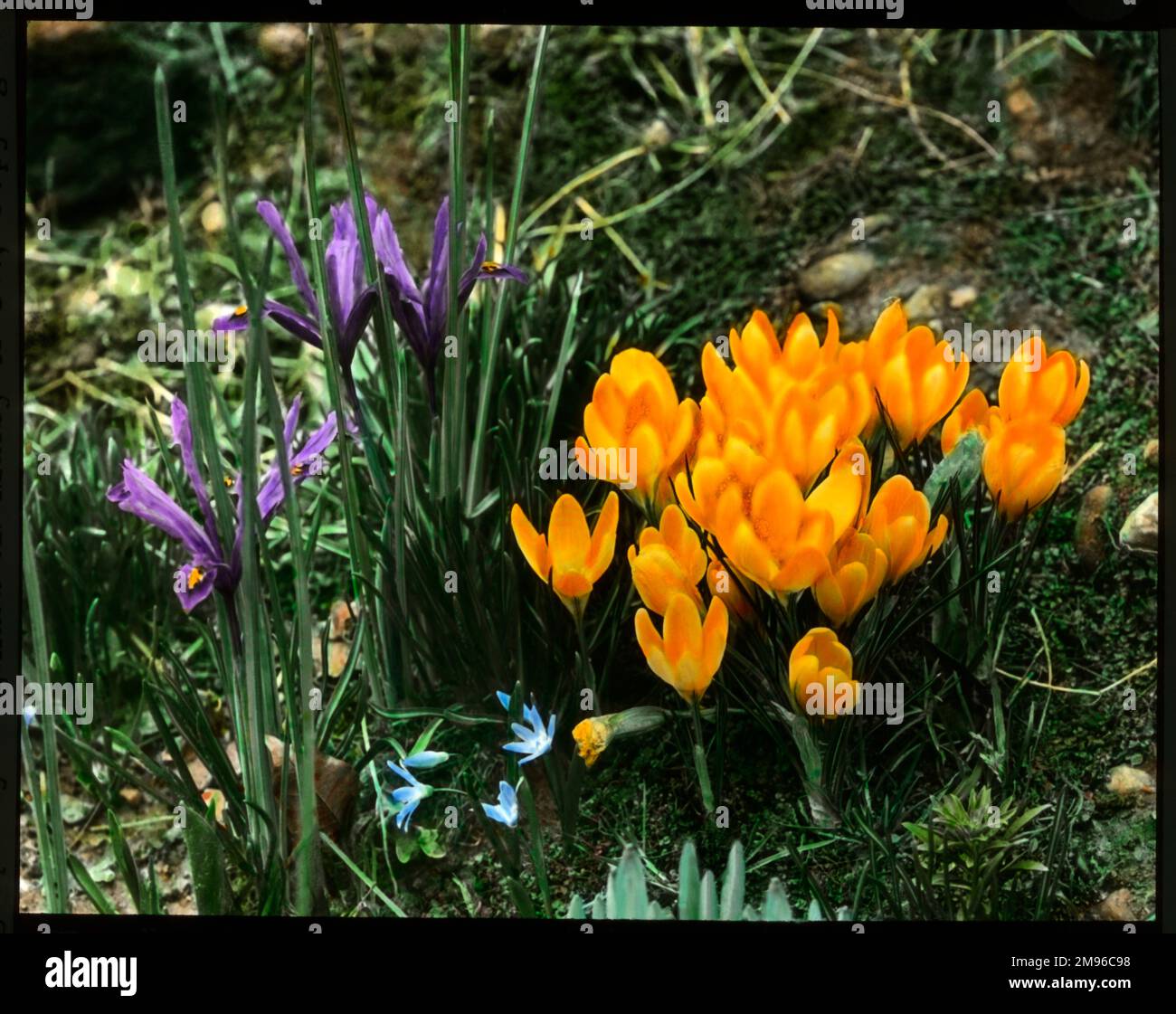 Two spring flowers growing alongside each other.  The Iris Reticulata (left), an early flowering hardy perennial of the Iridaceae family, with purple flowers, and the Crocus Chrysanthus (Golden Crocus) (right), also of the Iridaceae family, with bright orange flowers. Stock Photo