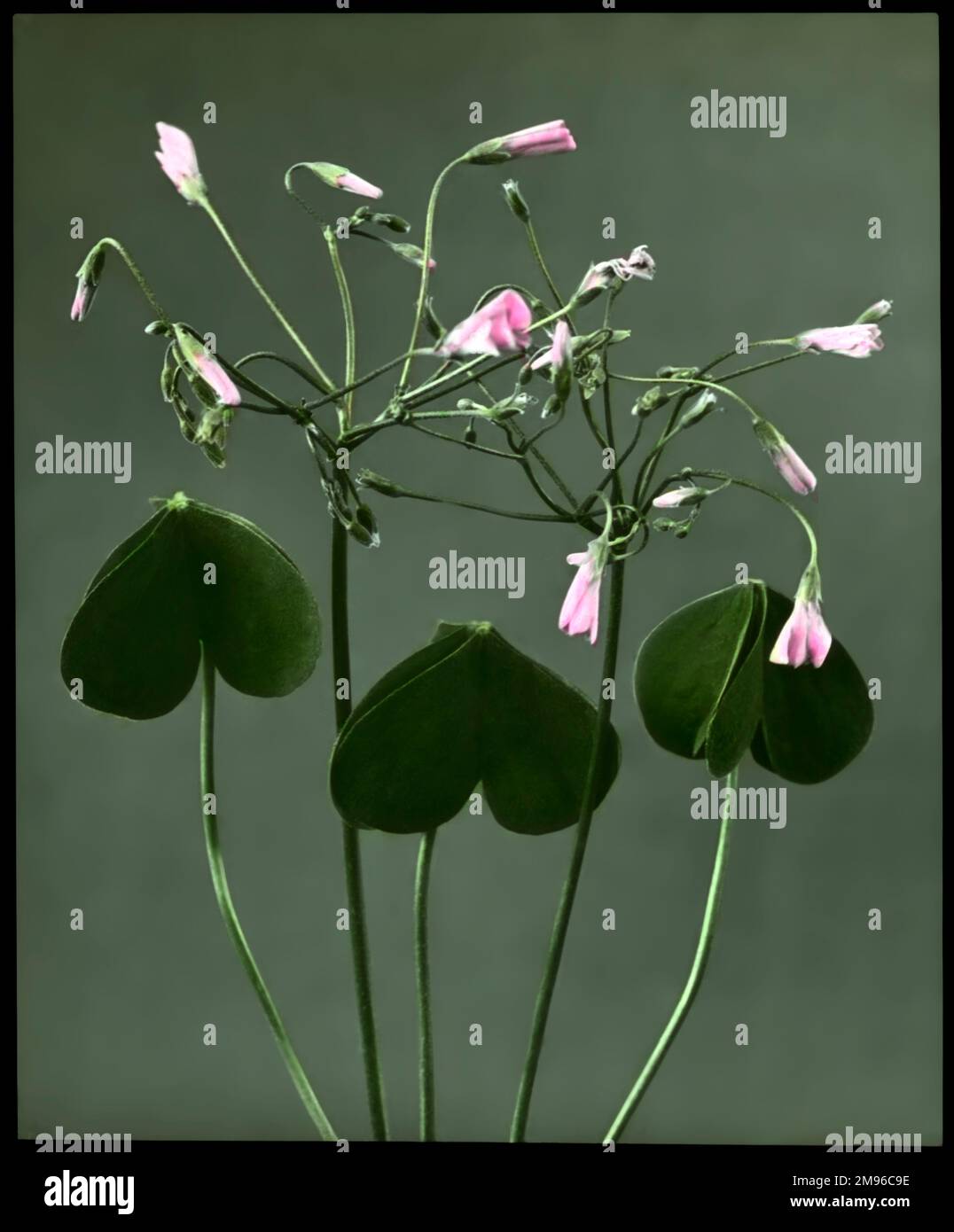 Oxalis Crassipes Rosea (Strawberry Oxalis, Wood Sorrel), a perennial flowering plant of the Oxalidaceae family, with rose-pink flowers.  Seen here at night, with the flowers closed. Stock Photo