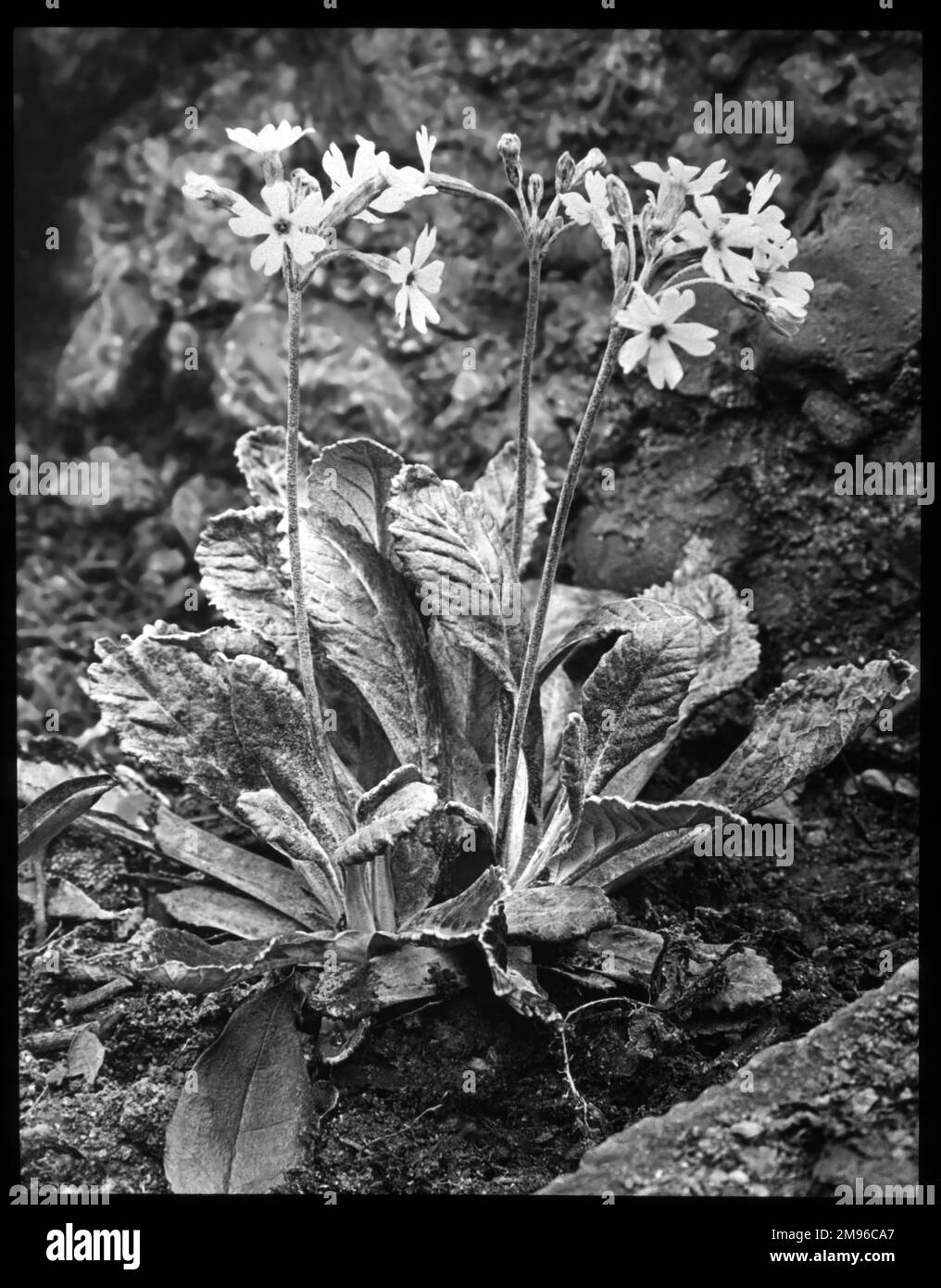 Primula Frondosa (Leafy Primrose), a herbaceous perennial of the Primulaceae family.  It has mauve-pink flowers with yellow centres.  The Latin name primula refers to flowers that are among the first to open in spring. Stock Photo