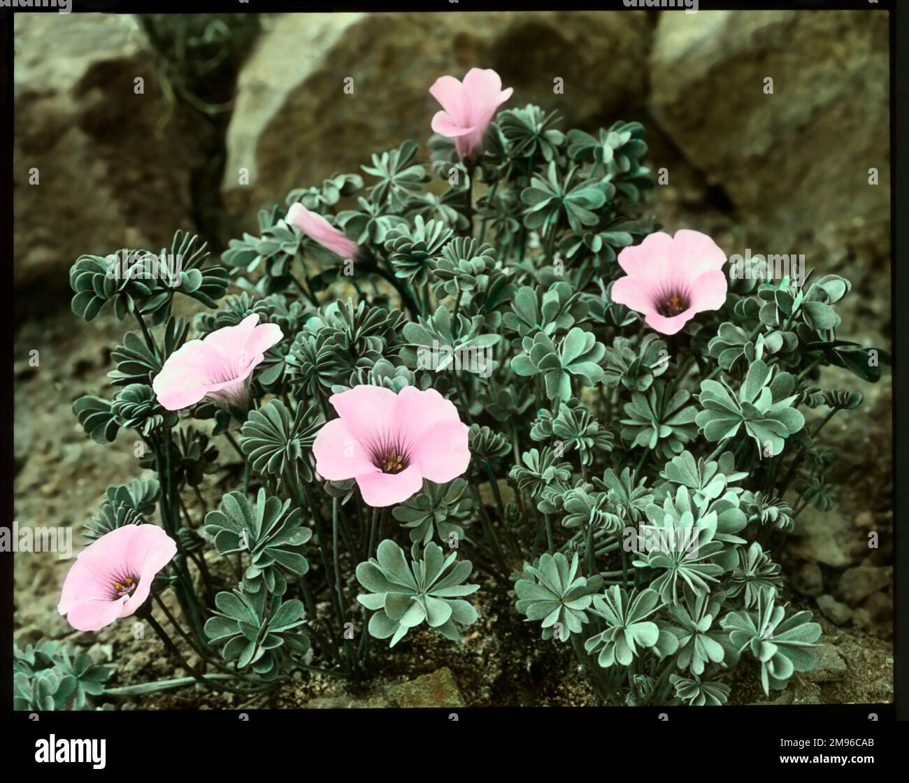 Oxalis Crassipes Rosea (Strawberry Oxalis, Wood Sorrel), a perennial flowering plant of the Oxalidaceae family, with rose-pink flowers.  Seen here growing in a rocky setting. Stock Photo