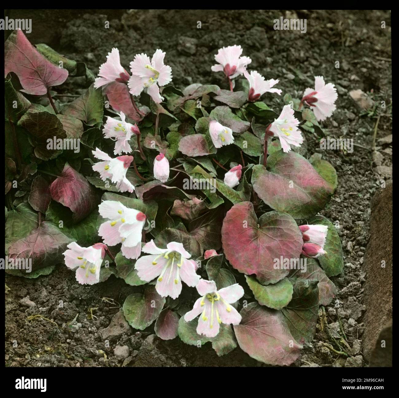 Shortia Uniflora (Nippon Bells), a flowering plant of the Diapensiaceae family, with pale pink flowers. Stock Photo