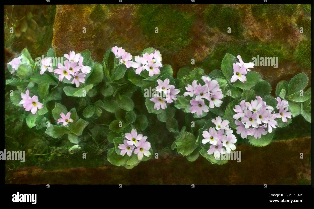 Primula Marginata (Marginate or Silver Edged Primrose), a flowering perennial of the Primulaceae family with pale pink or purple flowers.  Seen here growing in a rocky setting.  The Latin name primula refers to flowers that are among the first to open in spring. Stock Photo