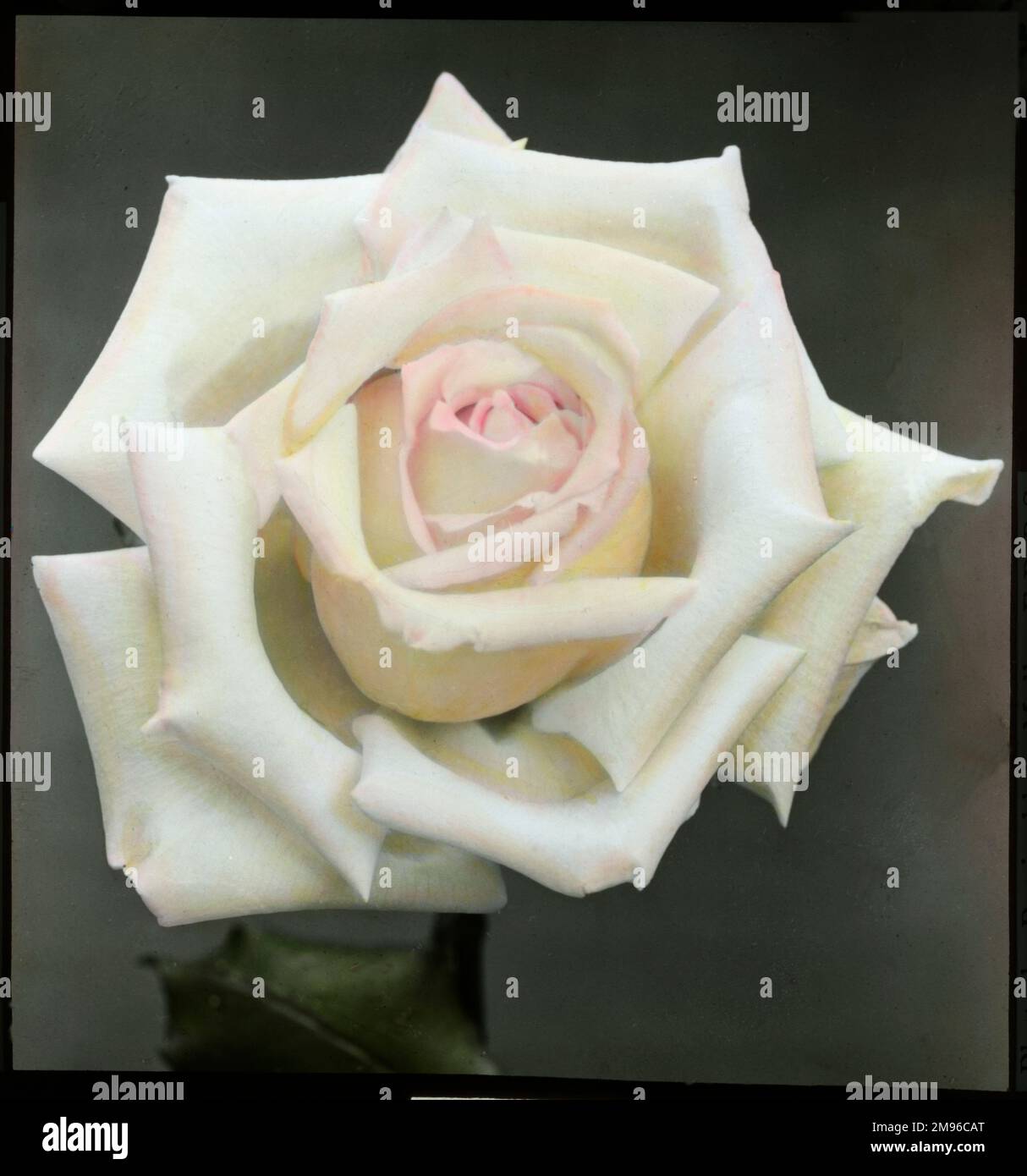 Cream with pink edged rose hi-res stock photography and images - Alamy