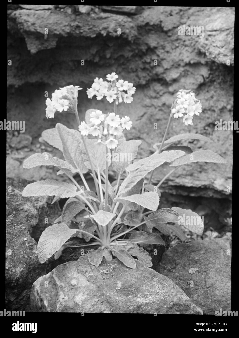 Primula Forrestii (Forest Primrose), a flowering perennial of the Primulaceae family with a bright yellow flower, native to China.  The Latin name primula refers to flowers that are among the first to open in spring. Seen here growing in a rocky setting. Stock Photo