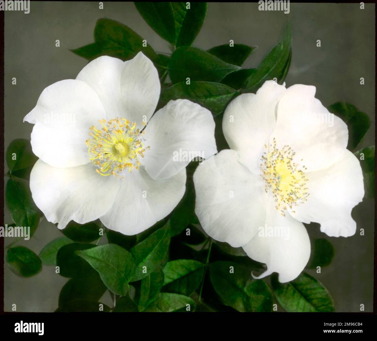 Rosa Gigantea, the largest species of the Rosaceae family, with white, creamy or yellow flowers.  Seen here is a close-up of two white flowers. Stock Photo