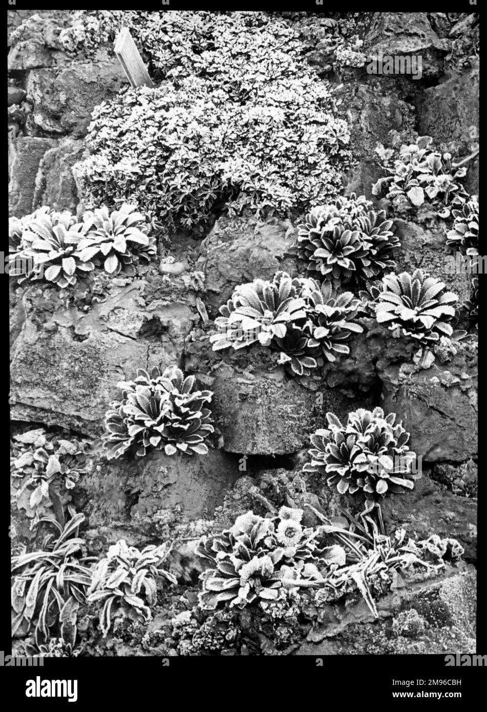 Saxifraga Andrewsii, a perennial of the Saxifragaceae family (commonly known as saxifrages or stone breakers because of their ability to grow in the cracks between rocks).  Seen here in a rocky setting, covered with frost. Stock Photo
