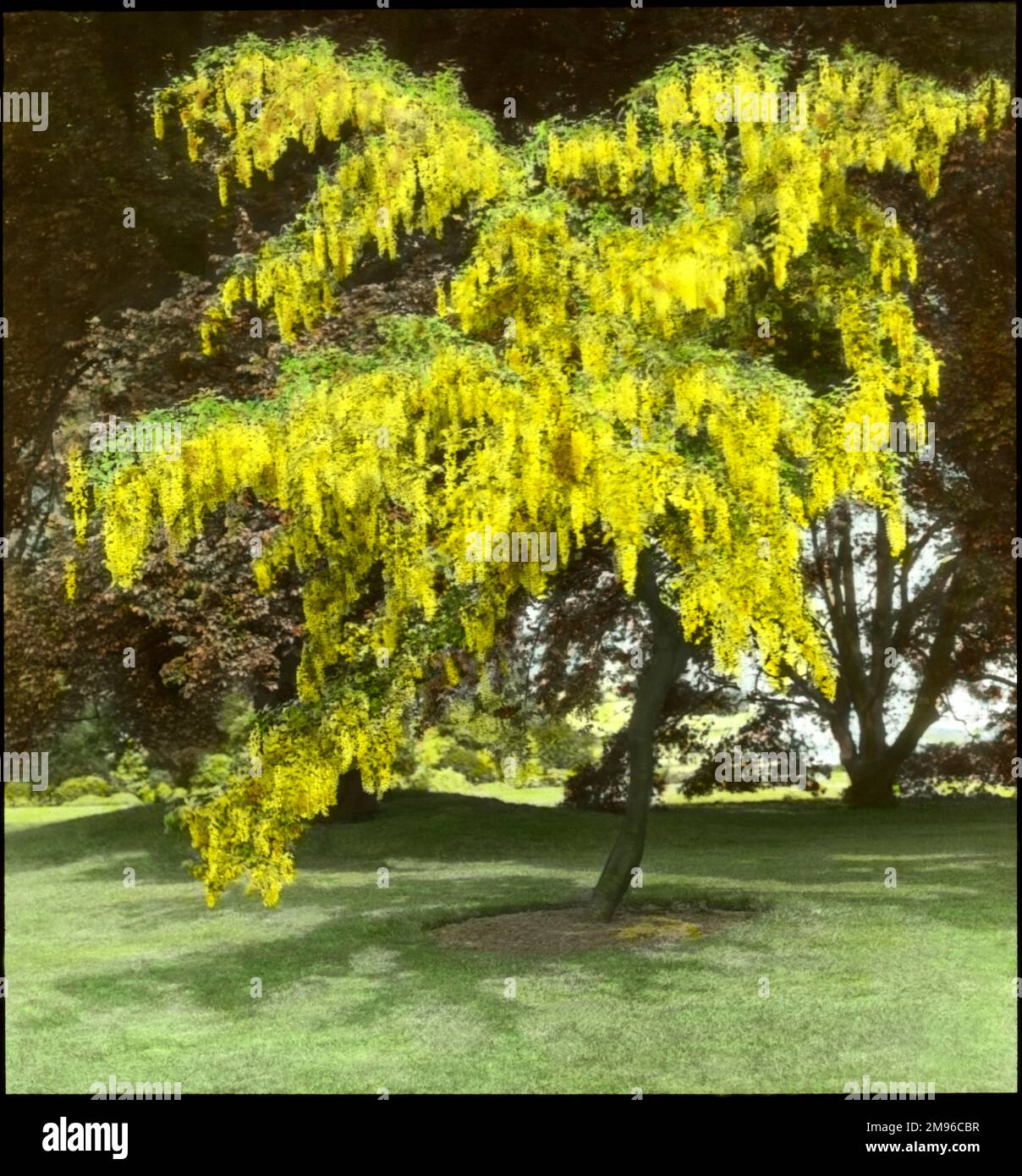 A Laburnum (Golden Chain) tree of the Fabaceae family, seen here in full flower (bright yellow), with a Copper Beech or Purple Beech (Fagus Sylvatica Purpurea) of the Fagaceae family in the background. Stock Photo