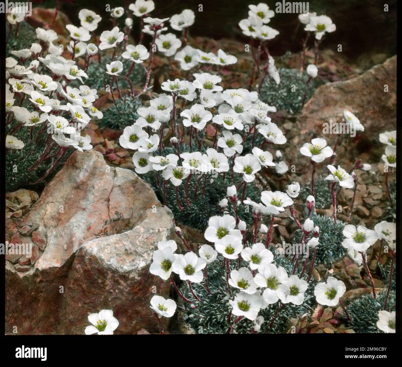 Saxifraga Burseriana Gloria, a flowering plant of the Saxifragaceae family (commonly known as saxifrages or stone breakers because of their ability to grow in the cracks between rocks).  Seen here growing in a rocky setting, with white flowers. Stock Photo