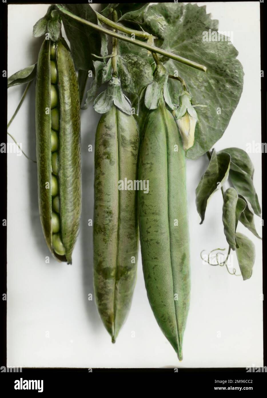Pisum sativum (Pea) 'Pioneer', a vegetable of the Fabaceae family, showing three pods, with the left-hand pod partially open to reveal the peas inside. Stock Photo