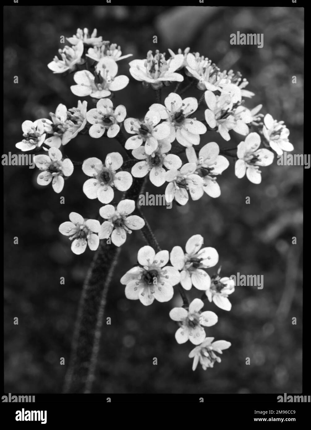 Saxifraga Peltata (Umbrella Plant), a plant of the Saxifragaceae family (commonly known as saxifrages or stone breakers because of their ability to grow in the cracks between rocks). Stock Photo