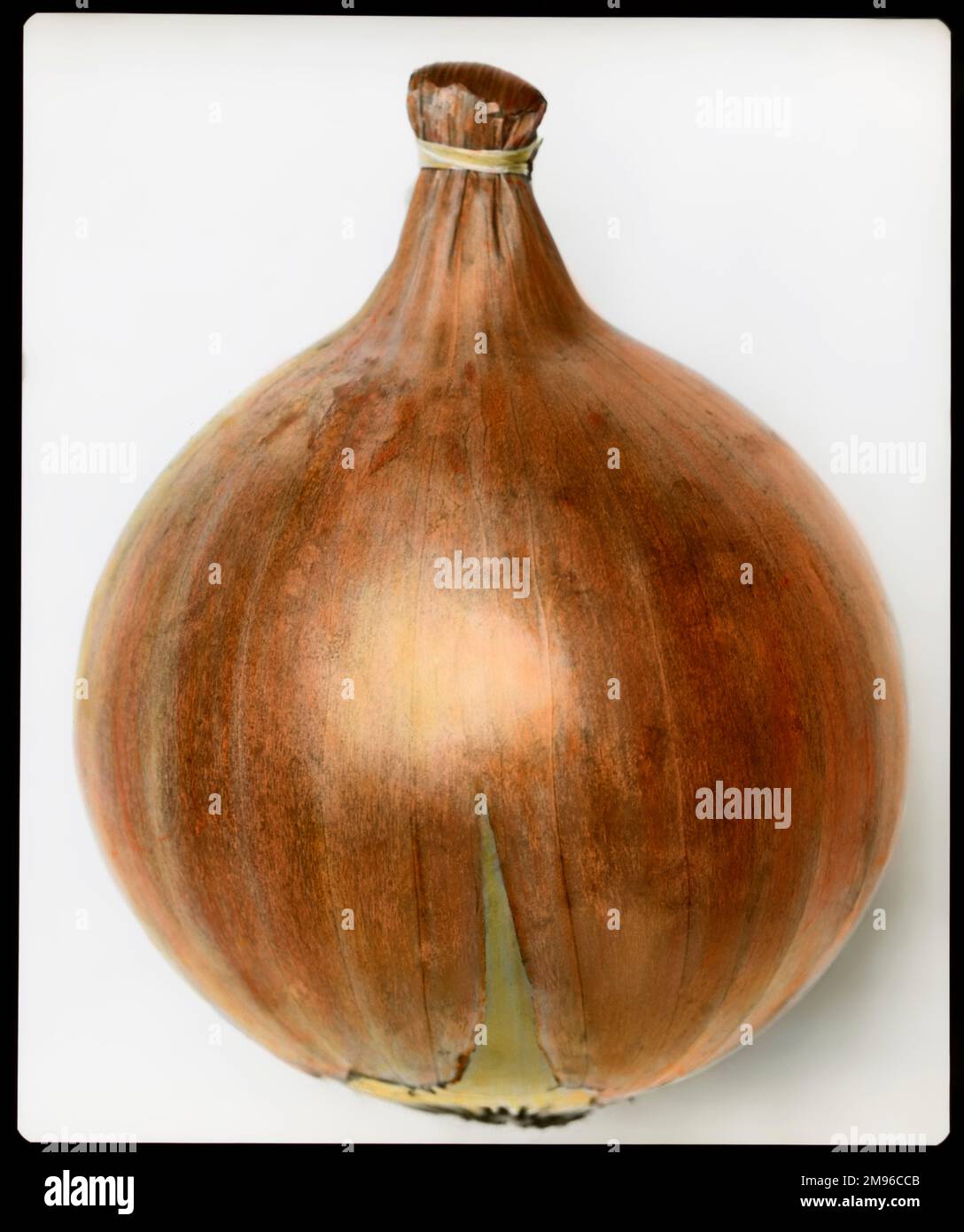 Allium Cepa (Onion) 'Ailsa Craig' of the Alliaceae family, a giant show