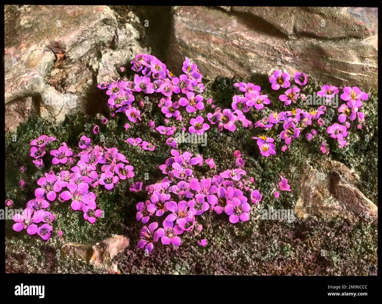 Saxifraga Oppositifolia, a flowering plant of the Saxifragaceae family (commonly known as saxifrages or stone breakers because of their ability to grow in the cracks between rocks). Seen here growing in a rocky setting.  It has purple flowers. Stock Photo