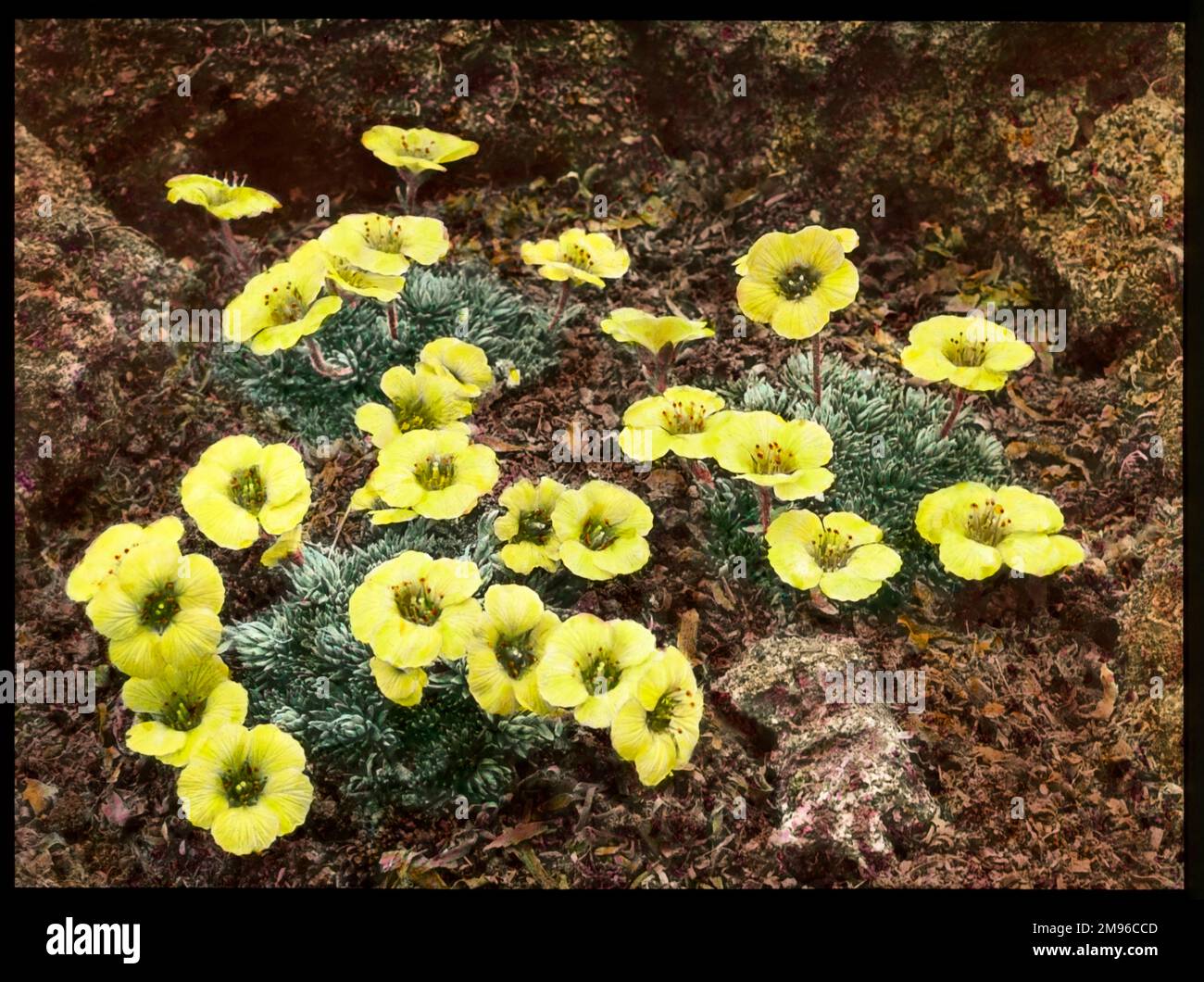 Saxifraga Faldonside, a flowering plant of the Saxifragaceae family (commonly known as saxifrages or stone breakers because of their ability to grow in the cracks between rocks).  Seen here growing in a rocky setting, with bright yellow flowers. Stock Photo