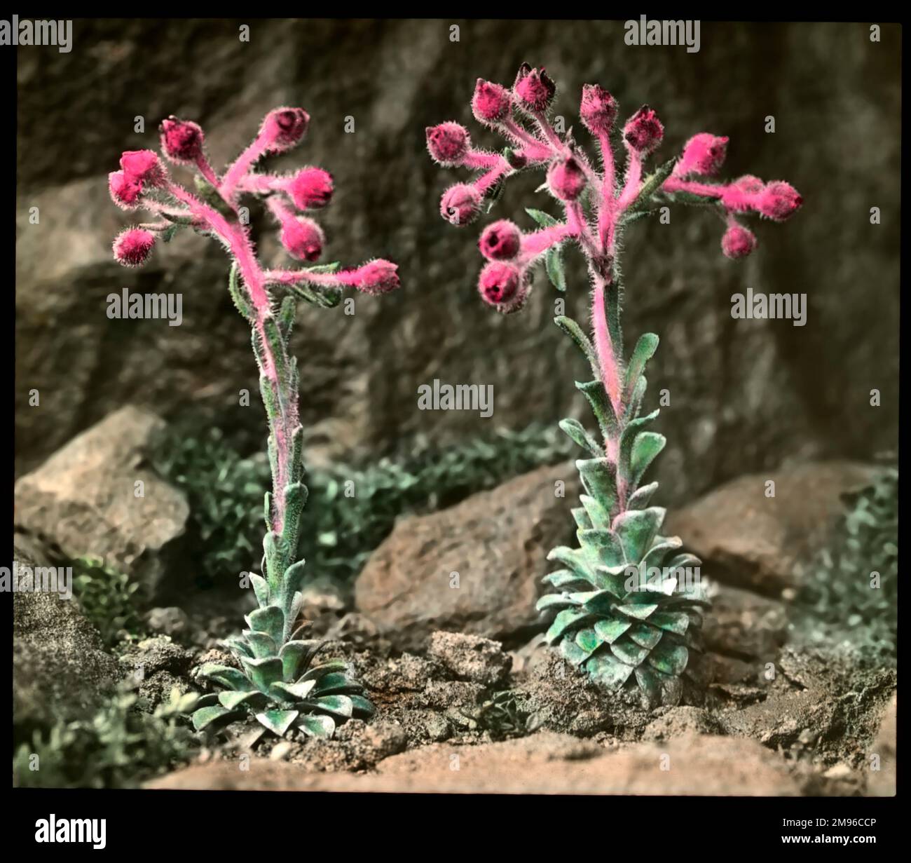 Saxifraga Stribrnyi, a flowering plant of the Saxifragaceae family (commonly known as saxifrages or stone breakers because of their ability to grow in the cracks between rocks).  Seen here growing in a rocky setting, with bright red-purple buds. Stock Photo