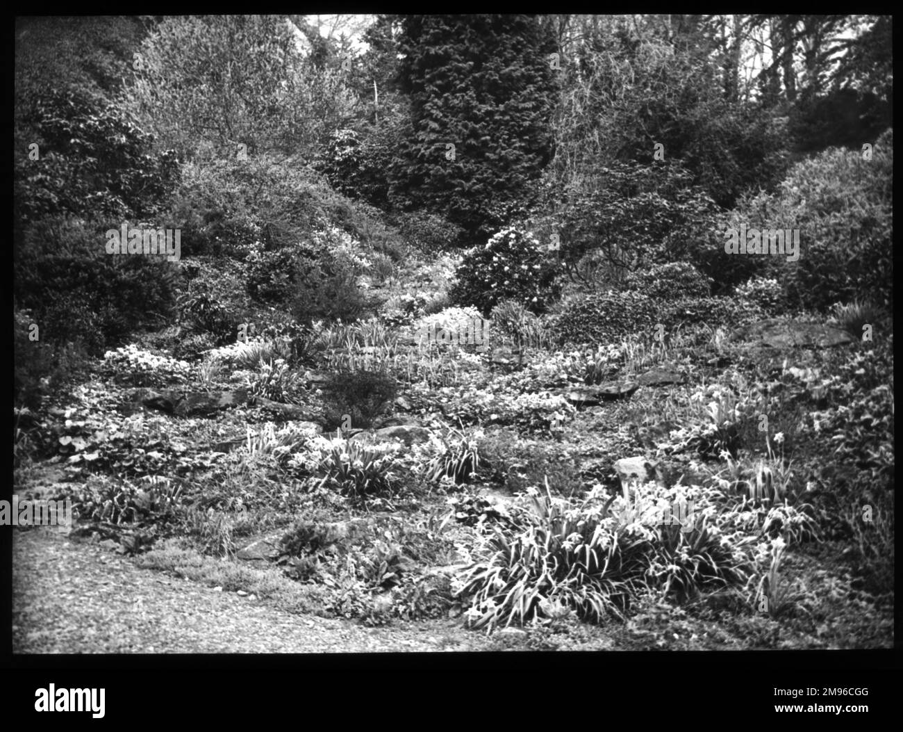 An unidentified garden with a rockery in the foreground and trees in the background. Stock Photo