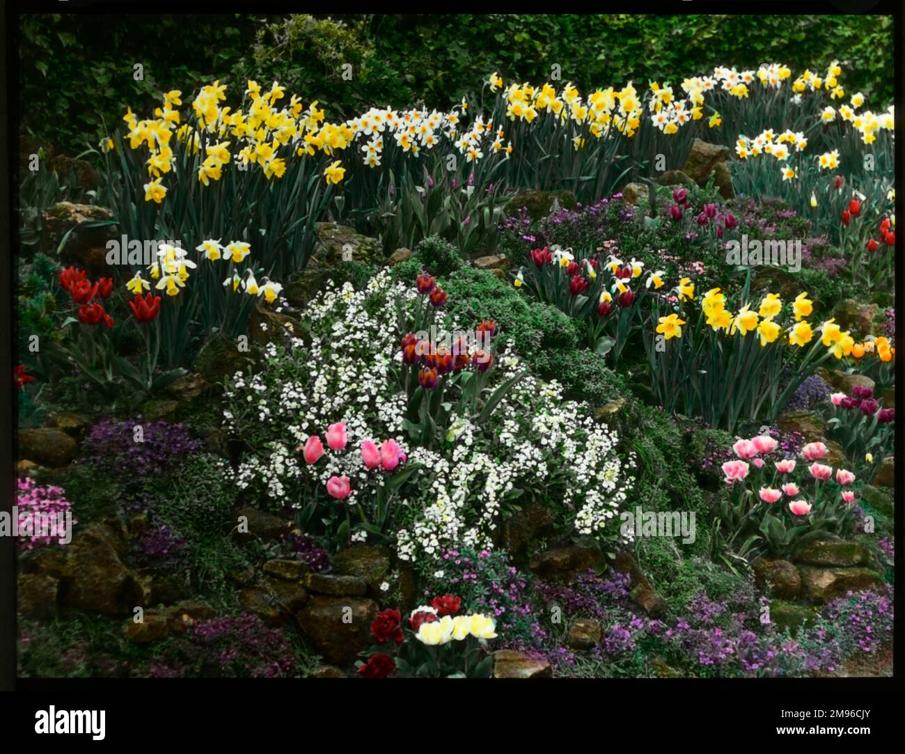 An array of colourful spring flowers, including daffodils and tulips, in an unidentified rock garden. Stock Photo