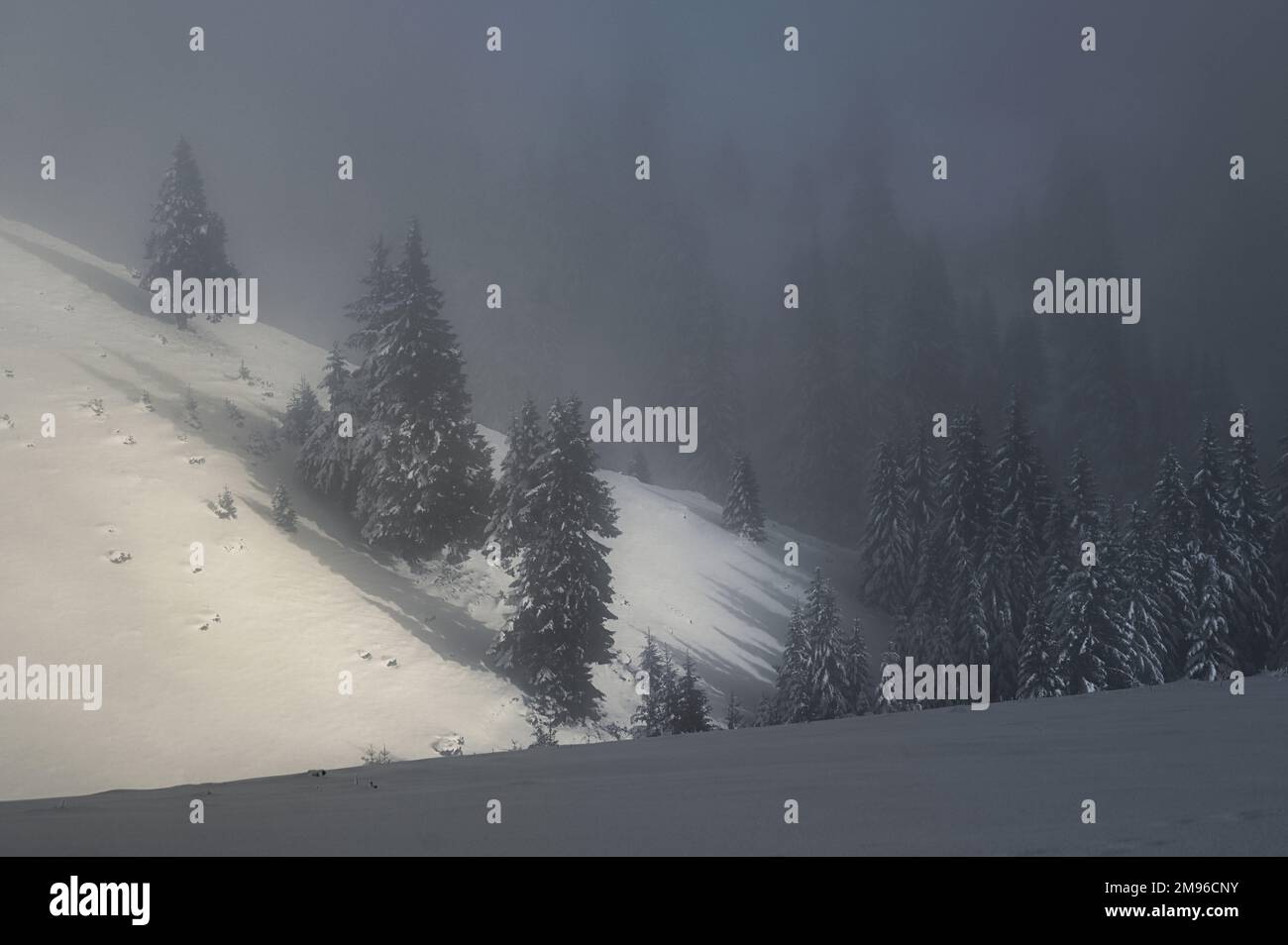 Trees in Winter Mist in Ciucas Mountains, Romania Stock Photo
