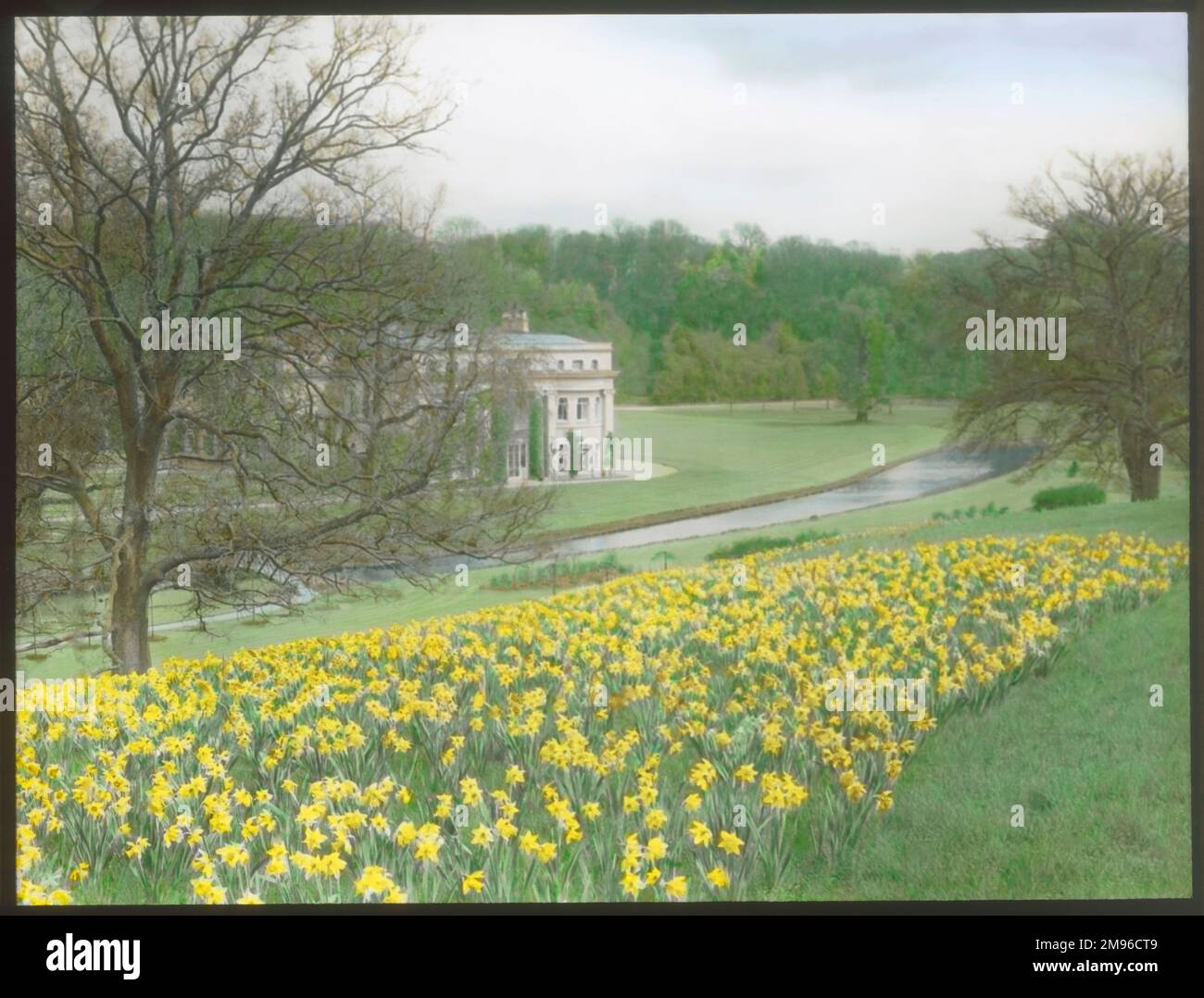 View of Tewin Water House and Tewin Water, at Digswell, Hertfordshire, with a host of golden daffodils in the foreground.  The house was built in the 17th century, and the grounds and gardens were originally designed by Humphry Repton. Stock Photo