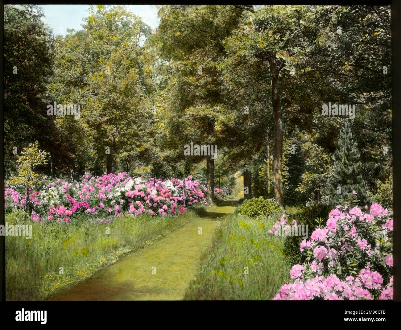View of the gardens at Aldenham House, near Borehamwood, Hertfordshire, with pink and white rhododendrons (a flowering plant of the Ericaceae family), growing on either side of a grassy pathway. Stock Photo