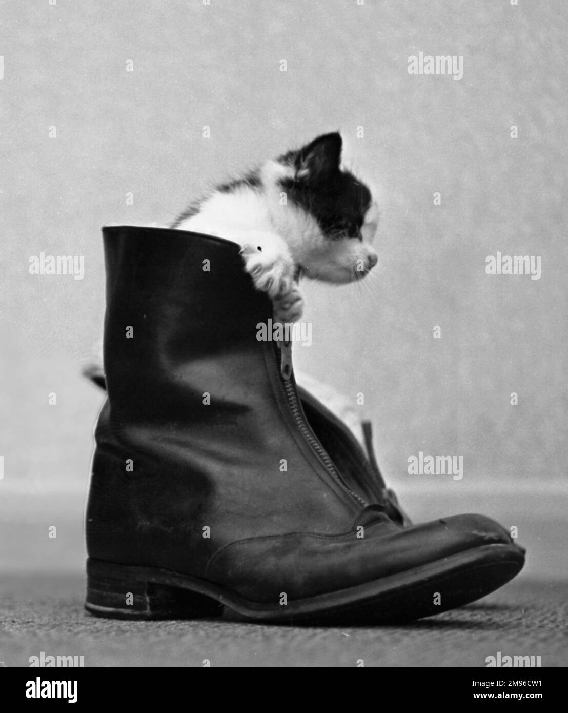 A black and white kitten emerging from a leather boot. Stock Photo